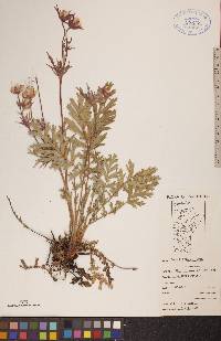 Geum triflorum image