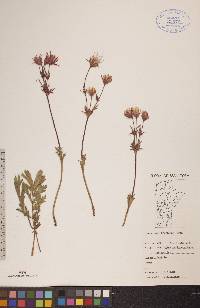 Geum triflorum image