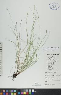 Carex radiata image