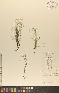 Equisetum scirpoides image