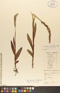 Platanthera hyperborea image