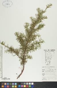 Taxus canadensis image