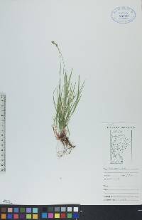 Carex peckii image