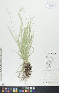 Carex deweyana image