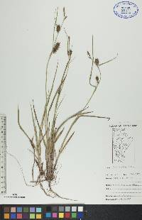 Carex houghtonii image