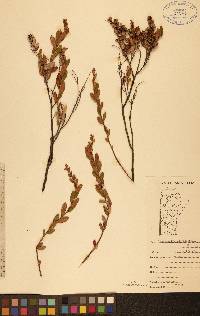 Chamaedaphne calyculata image