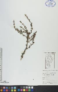 Larix laricina image