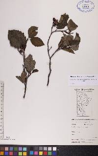 Alnus incana subsp. rugosa image