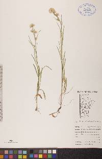 Erigeron lonchophyllus image