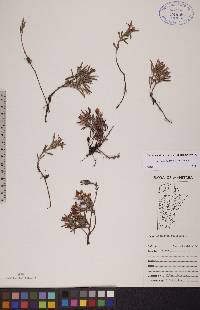 Andromeda polifolia var. polifolia image