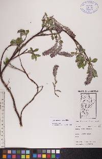 Salix arctophila image