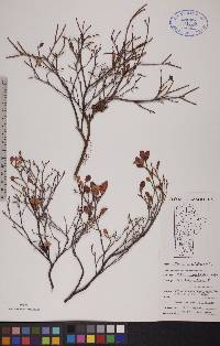 Vaccinium uliginosum image