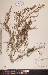 Artemisia absinthium image