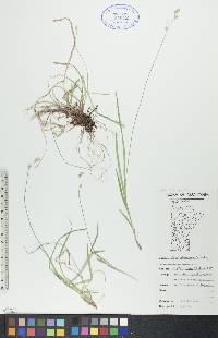 Carex deweyana image