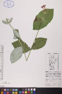 Lonicera dioica image