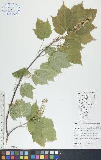 Acer spicatum image