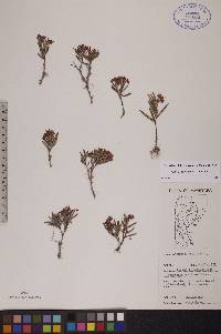 Andromeda polifolia image