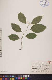 Celastrus scandens image