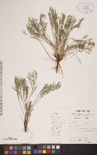 Artemisia campestris image