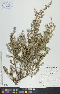 Juniperus communis var. depressa image