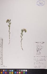 Lithospermum canescens image