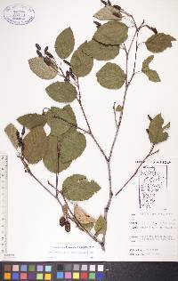 Alnus viridis subsp. crispa image