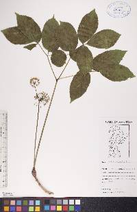 Aralia nudicaulis image