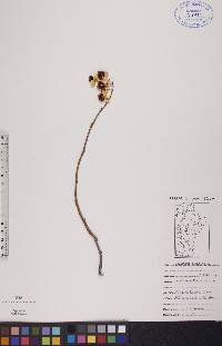 Celastrus scandens image