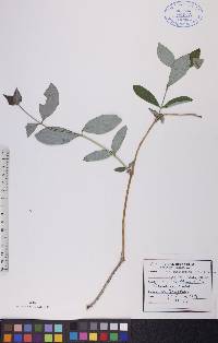 Lonicera dioica image