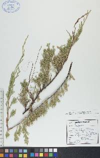 Juniperus horizontalis image