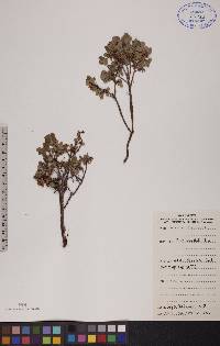 Vaccinium uliginosum image