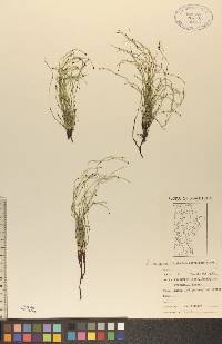 Equisetum scirpoides image