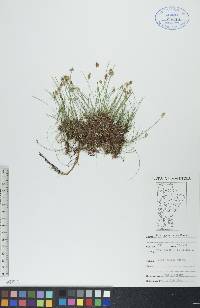 Carex gynocrates image