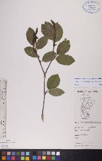 Alnus viridis image