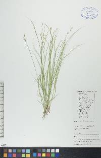 Carex disperma image