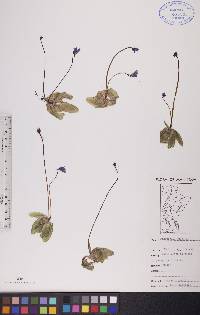 Pinguicula vulgaris image