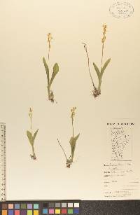 Liparis loeselii image