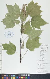 Acer spicatum image