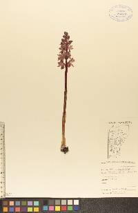 Corallorhiza striata image