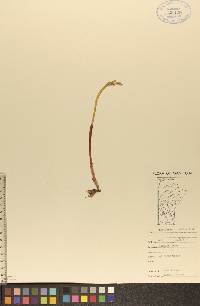 Corallorhiza trifida image