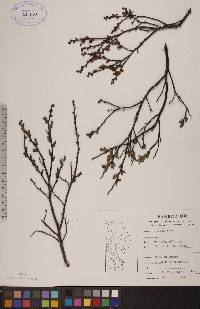 Myrica gale image