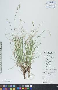 Carex peckii image