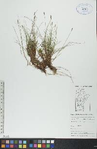 Carex gynocrates image