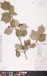 Viburnum edule image