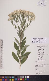 Doellingeria umbellata var. pubens image