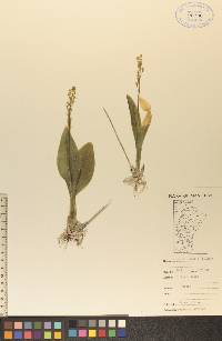 Liparis loeselii image