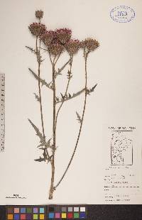 Cirsium muticum image