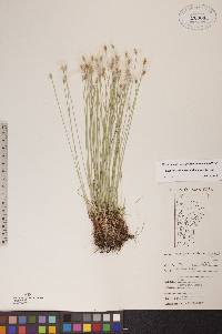 Scirpus hudsonianus image