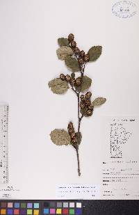 Alnus viridis subsp. crispa image