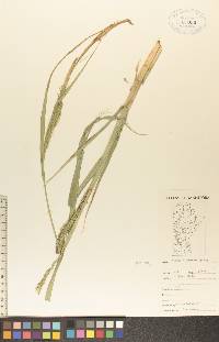 Carex atherodes image